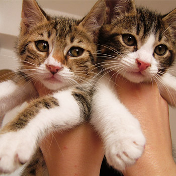 immagine di due cuccioli di gatto