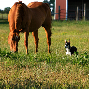 immagine di un cavallo e di un cane