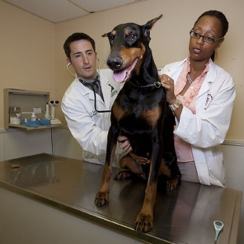 Medici veterinari con un cane