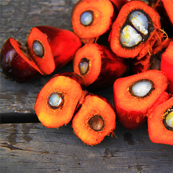 immagine del frutto dal quale viene estratto l'olio di palma