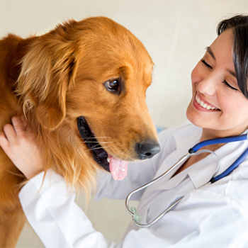immagine di un veterinario al lavoro