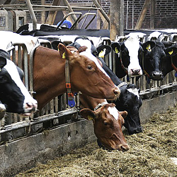 foto di bovini in allevamento