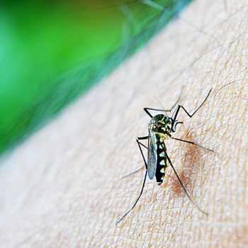 Foto di una zanzara che punge