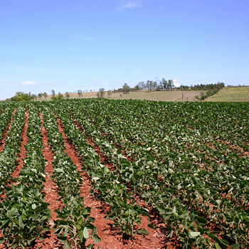 immagine di un campo coltivato