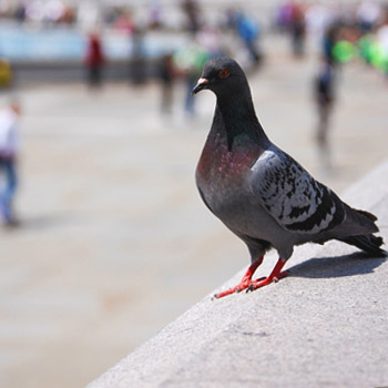 immagine di un piccione nella piazza d'una città