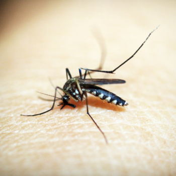 immagine di una zanzara