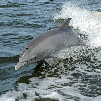 immagine di un delfino 