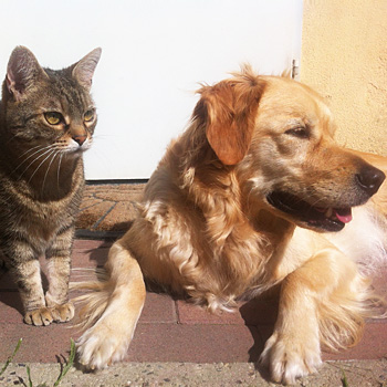 immagine di un gatto e di un cane
