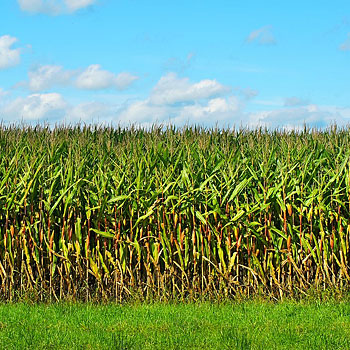 immagine di un campo di mais