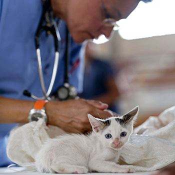 immagine di un veterinario che visita un animale