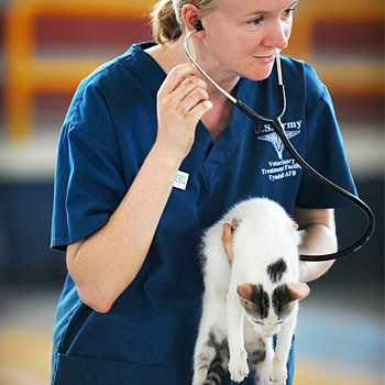 immagine di un veterinario che visita un animale