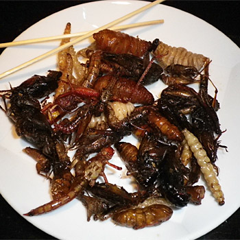 immagine di un piatto con insetti