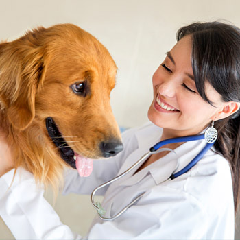 immagine di una veterinaria con un cane