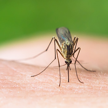 immagine di zanzara genere Culex