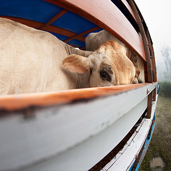 immagine di un bovino su un camion