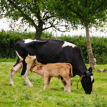 immagine di una mucca con un vitellino 