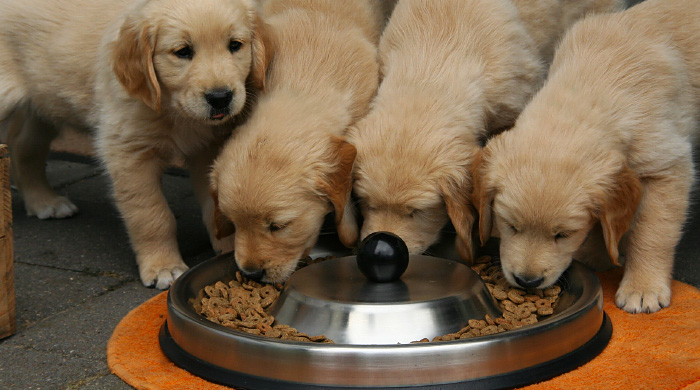 immagine di cani che mangiano
