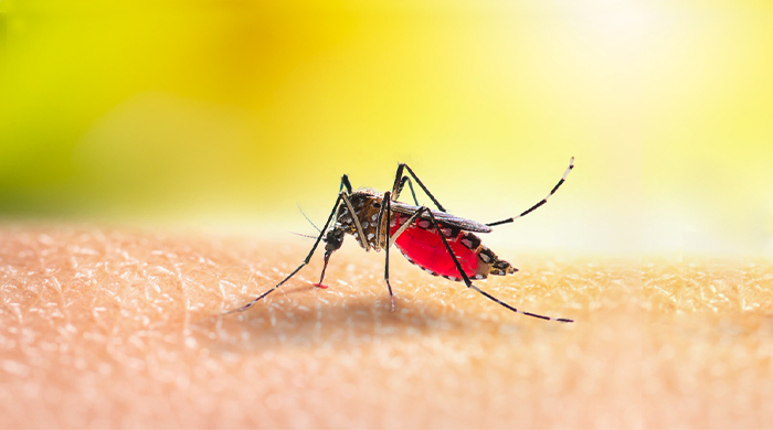 Immagine zanzara Aedes aegypti o albopictus