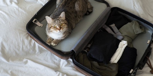 Immagine di un gatto in una valigia
