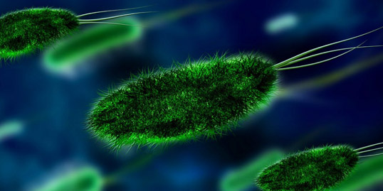 Immagine di batteri