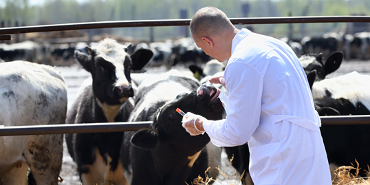 immagine di un veterinario che visita una mucca