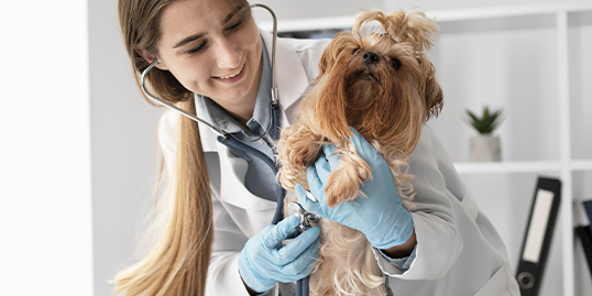 Immagine di un cane con una dottoressa