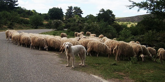 immagine di gregge di pecore con cane