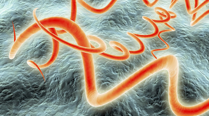 immagine batterio sifilide immagine batterio sifilide