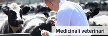 Immagine raffigurante un medico veterinario che cura un bovino