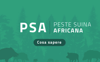 Peste Suina Africana (PSA) - Cosa sapere